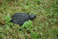 Image of: Chelydra serpentina (snapping turtle)