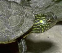 Image of: Graptemys geographica (common map turtle)