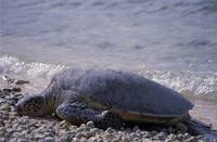 Chelonia mydas - Atlantic Green Turtle