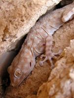 Ptyodactylus hasselquistii