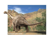 Camarasaurus