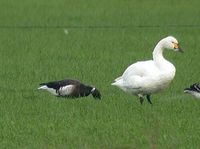 Brent Goose - Branta bernicla