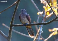 Barred Cuckoo Dove - Macropygia unchall