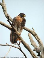 Peregrine Falcon - Falco peregrinus