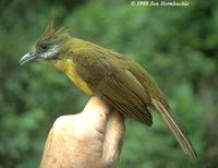 White-throated Bulbul - Alophoixus flaveolus