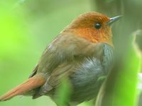 Japanese Robin - Erithacus akahige