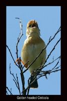 Golden Headed Cisticola