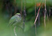 Blue-crowned Manakin (Pipra coronata) photo