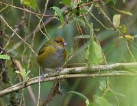 Tawny-capped Euphonia (Euphonia anneae) photo