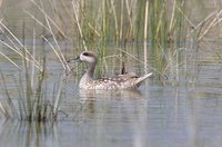 Marbled Teal - Marmaronetta angustirostris