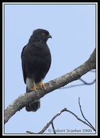 White-rumped Hawk - Buteo leucorrhous