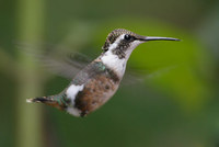 White-bellied Woodstar (Acestrura mulsant) photo