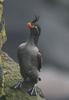 Crested Auklet - Aethia cristatella