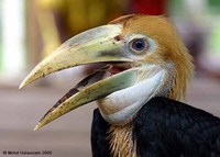 Blyth's Hornbill - Aceros plicatus