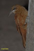 Great Rufous Woodcreeper - Xiphocolaptes major