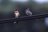 Angola Swallow - Hirundo angolensis