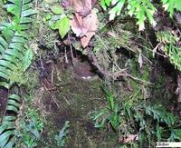 Black-faced Solitaire - Myadestes melanops