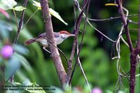 Rufous-tailed Tailorbird - Orthotomus sericeus