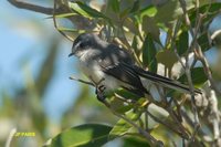 Mangrove Fantail - Rhipidura phasiana