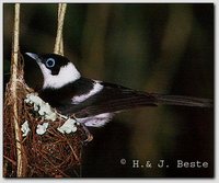 Pied Monarch - Arses kaupi