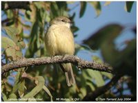 Lemon-bellied Flycatcher - Microeca flavigaster