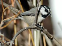 Mountain Chickadee - Poecile gambeli