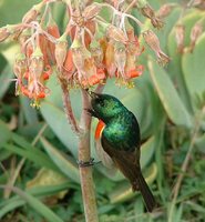 Greater Double-collared Sunbird - Cinnyris afer