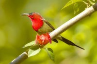 Crimson Sunbird - Aethopyga siparaja