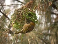 Village Weaver - Ploceus cucullatus