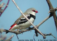 Diamond Firetail - Stagonopleura guttata