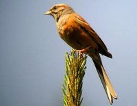 Godlewski's Bunting - Emberiza godlewskii