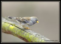 Band-tailed Sierra-Finch - Phrygilus alaudinus