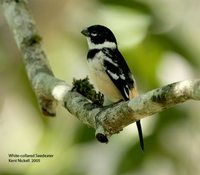 White-collared Seedeater - Sporophila torqueola