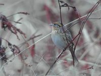 Le Conte's Sparrow - Ammodramus leconteii