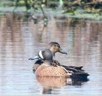 Blue-winged Teal (photo by Marie Gardner)