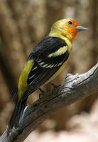 Western Tanager