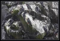 Inca Tern