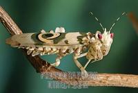 Flower mantid ( Pseudocreobotra wahlbergii ) stock photo