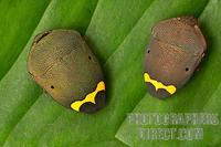 Face like beetle carapaces stock photo