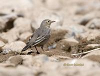 Buff-bellied pipit C20D 02237.jpg