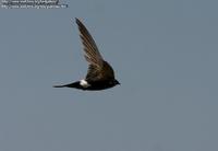 Fork-tailed Swift 学名: Apus Pacificus