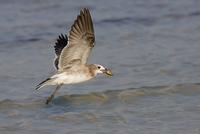 Laughing Gull, first winter with unidentified sea creature,