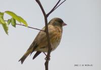 Oriental-Greenfinch Carduelis sinica 방울새