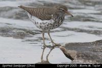 Spotted Sandpiper - Ohio