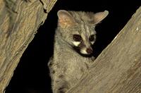 ...Small-spotted Genet, Genetta genetta, nocturnal species, Kgalagadi Transfrontier Park, Kalahari,