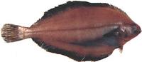 기름가자미 Glyptocephalus stelleri (Schmidt)