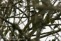 Coulicou à bec           jaune (Coccyzus americanus)