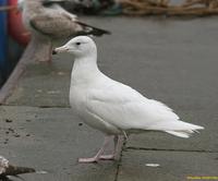 Goélands           bourgmestres H1 (Larus hyperboreus)