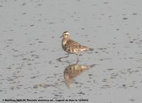 Pluviers         bronzés adultes (Pluvialis dominica)