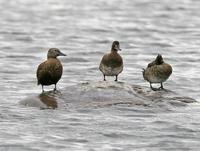 Steller's Eider (Polysticta stelleri)